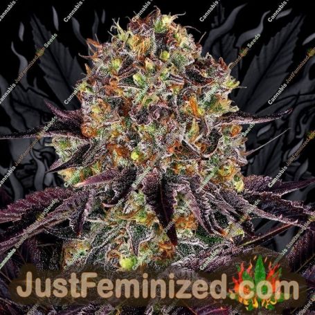 Runtz x Layer Cake by Barneys Farm Cannabis Seeds For Sale at Just Feminized