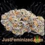 Runtz x Layer Cake by Barneys Farm Buds Weed Ganja Skunk Pot Reefer Dope Herb Pics Images
