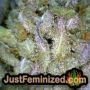 Runtz x Layer Cake by Barneys Farm THC CBD Close Up Trichomes Potency Yield Indica Sativa Strain Pic Images