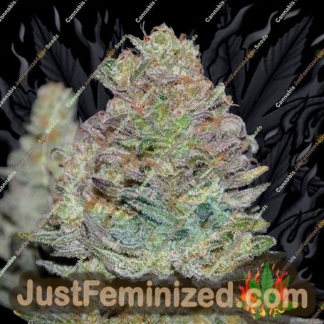 Cookies Auto by Delicious Seeds Cannabis Seeds For Sale at Just Feminized