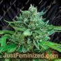 Cookies by Delicious Seeds Cannabis Seeds For Sale at Just Feminized