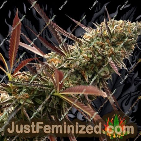 Ghost of NYC by Humboldt Seed Org Cannabis Seeds For Sale at Just Feminized