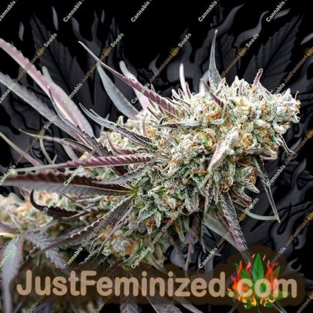 Ice Cream Cake by Humboldt Seed Org Cannabis Seeds For Sale at Just Feminized