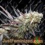 Ice Cream Cake by Humboldt Seed Org Cannabis Seeds For Sale at Just Feminized
