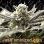 OGKZ Auto by Humboldt Seed Org Cannabis Seeds For Sale at Just Feminized