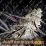 Peanut Butter Breath Fast V by Humboldt Seed Org Cannabis Seeds For Sale at Just Feminized