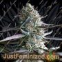 Runtz by Humboldt Seed Org Cannabis Seeds For Sale at Just Feminized