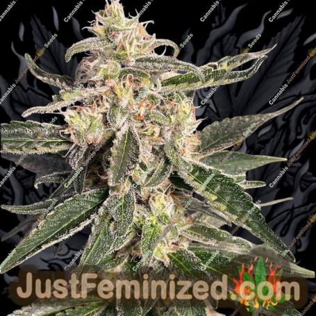 Sweet Donkey Auto by Ministry of Cannabis Cannabis Seeds For Sale at Just Feminized