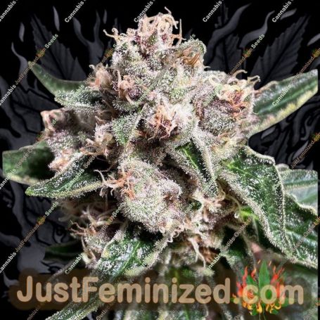 Mars Mellow by Ministry of Cannabis Cannabis Seeds For Sale at Just Feminized