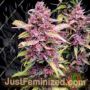 Cherry Alien Auto by Original Sensible Cannabis Seeds For Sale at Just Feminized