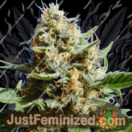 Kush Mintz by Original Sensible Cannabis Seeds For Sale at Just Feminized