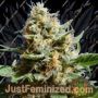 Kush Mintz by Original Sensible Cannabis Seeds For Sale at Just Feminized