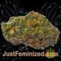 Kush Mintz by Original Sensible Buds Weed Ganja Skunk Pot Reefer Dope Herb Pics Images