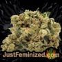 Kush Mintz by Original Sensible Buds Weed Ganja Skunk Pot Reefer Dope Herb Pics Images