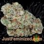 Kush Mintz by Original Sensible Buds Weed Ganja Skunk Pot Reefer Dope Herb Pics Images
