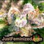 Kush Mintz by Original Sensible THC CBD Close Up Trichomes Potency Yield Indica Sativa Strain Pic Images