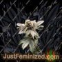 Crypto Cake Auto by Penthouse Seeds Cannabis Seeds For Sale at Just Feminized