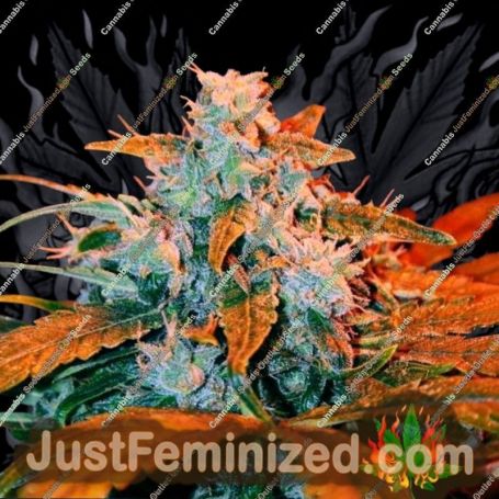 Sunset Skunk Auto by Penthouse Seeds Cannabis Seeds For Sale at Just Feminized