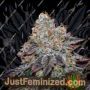 Sunset Skunk by Penthouse Seeds Cannabis Seeds For Sale at Just Feminized