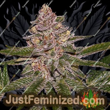 Radical Juice by Ripper Seeds Cannabis Seeds For Sale at Just Feminized