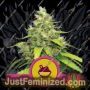 Blue Gelato by Royal Queen Cannabis Seeds For Sale at Just Feminized