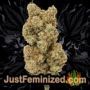 Blue Gelato by Royal Queen Buds Weed Ganja Skunk Pot Reefer Dope Herb Pics Images