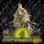Cookies Gelato Auto by Royal Queen Cannabis Seeds For Sale at Just Feminized