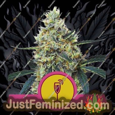 Mimosa by Royal Queen Cannabis Seeds For Sale at Just Feminized