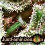 Mimosa by Royal Queen THC CBD Close Up Trichomes Potency Yield Indica Sativa Strain Pic Images
