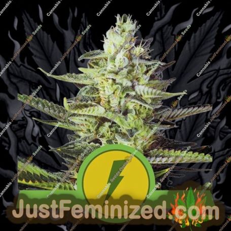 North Thunderfuck Auto by Royal Queen Cannabis Seeds For Sale at Just Feminized