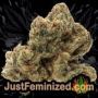 Royal Skywalker by Royal Queen Buds Weed Ganja Skunk Pot Reefer Dope Herb Pics Images