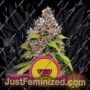 Watermelon by Royal Queen Cannabis Seeds For Sale at Just Feminized