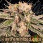 Zkittles by Spliff Seeds Cannabis Seeds For Sale at Just Feminized