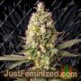 Skywalker OG Runtz XL Auto by Sweet Seeds Cannabis Seeds For Sale at Just Feminized