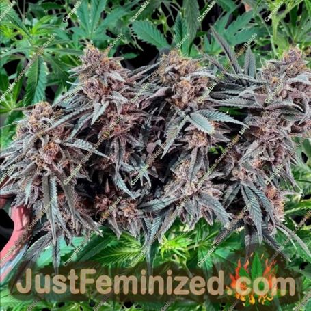 Cherry Cheesecake Auto by TasteBudz Cannabis Seeds For Sale at Just Feminized