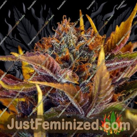 Forbidden Fruitz Auto by TasteBudz Cannabis Seeds For Sale at Just Feminized