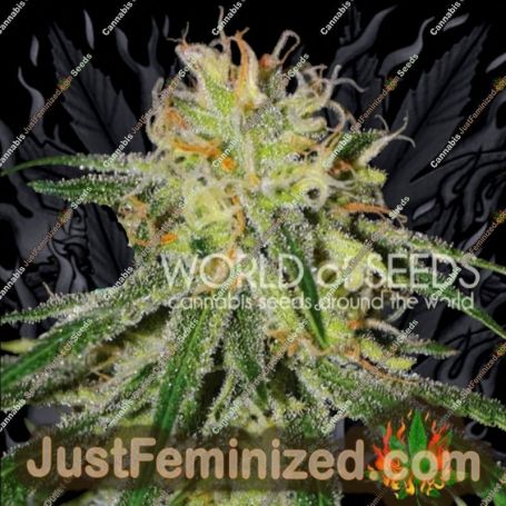 Amnesia by World of Seeds Cannabis Seeds For Sale at Just Feminized