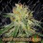 Amnesia by World of Seeds Cannabis Seeds For Sale at Just Feminized
