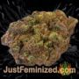 Amnesia by World of Seeds Buds Weed Ganja Skunk Pot Reefer Dope Herb Pics Images