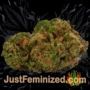Amnesia by World of Seeds Buds Weed Ganja Skunk Pot Reefer Dope Herb Pics Images