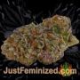 Amnesia by World of Seeds Buds Weed Ganja Skunk Pot Reefer Dope Herb Pics Images