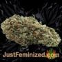 Amnesia by World of Seeds Buds Weed Ganja Skunk Pot Reefer Dope Herb Pics Images