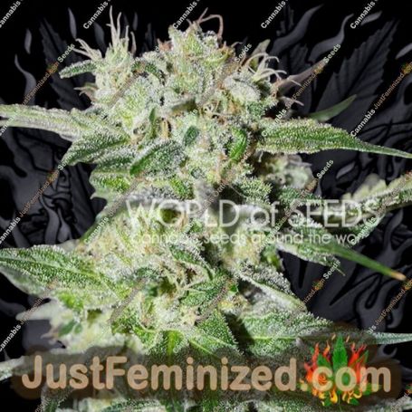 Pakistan Valley by World of Seeds Cannabis Seeds For Sale at Just Feminized