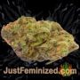 Pakistan Valley by World of Seeds Buds Weed Ganja Skunk Pot Reefer Dope Herb Pics Images