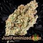 Pakistan Valley by World of Seeds Buds Weed Ganja Skunk Pot Reefer Dope Herb Pics Images