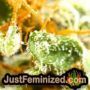 Pakistan Valley by World of Seeds THC CBD Close Up Trichomes Potency Yield Indica Sativa Strain Pic Images
