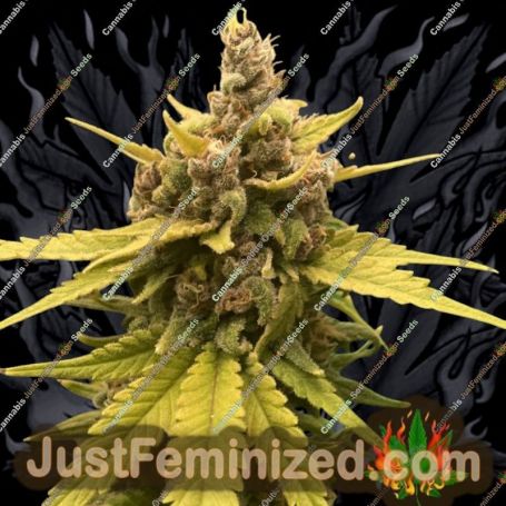 Cannacotta by TasteBudz Cannabis Seeds For Sale at Just Feminized