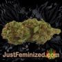 Cannacotta by TasteBudz Buds Weed Ganja Skunk Pot Reefer Dope Herb Pics Images
