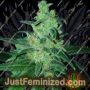 Reefereshers by TasteBudz Cannabis Seeds For Sale at Just Feminized