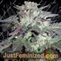 Cherry Pie by Advanced Seeds Cannabis Seeds For Sale at Just Feminized